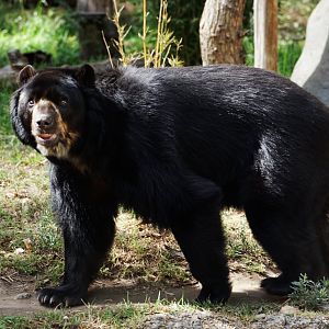 Spectacled Bear