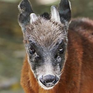 Northern Andean Red Brocket