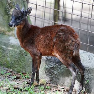 Northern Andean Red Brocket