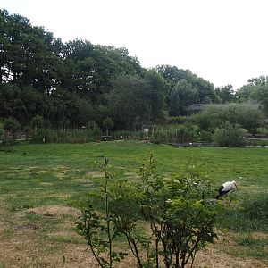 European white stork reserve (Walk-through), 2025-05-22