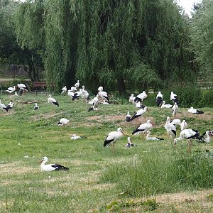 Colony of European white storks (Ciconia ciconia), 2025-05-22