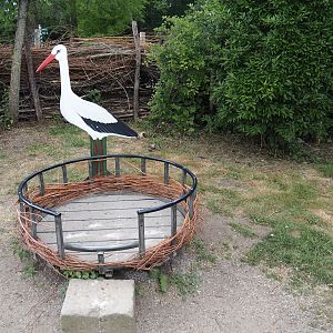White stork nest photo op, 2025-05-22