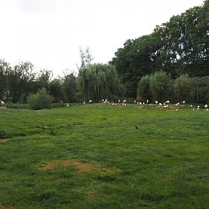 European white stork reserve (Walk-through), 2025-05-22