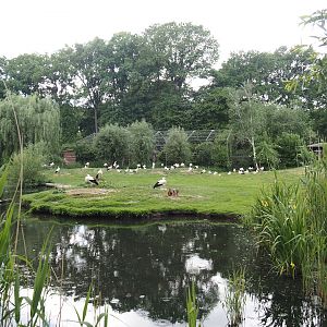 European white stork reserve (Walk-through), 2025-05-22