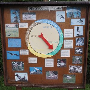 The year calendar of the European white stork signage, 2025-05-22