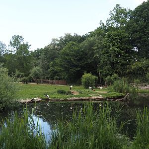 European white stork reserve (Walk-through), 2025-05-22