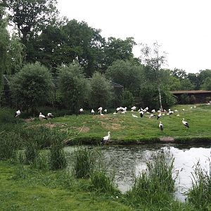European white stork reserve (Walk-through), 2025-05-22