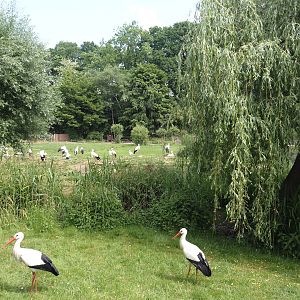 European white stork reserve (Walk-through), 2025-05-22
