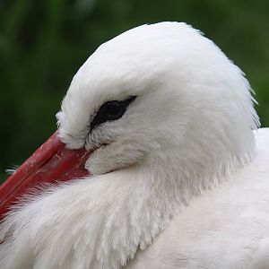 European white stork (Ciconia ciconia), 2025-05-22