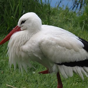 European white stork (Ciconia ciconia), 2025-05-22