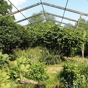 Abdim's stork and Black stork aviary, 2025-05-22