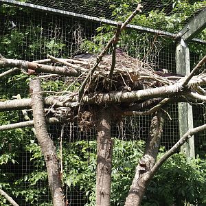 Abdim's stork nests, 2025-05-22
