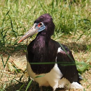 Abdim's Stork (Ciconia abdimii), 2025-05-22