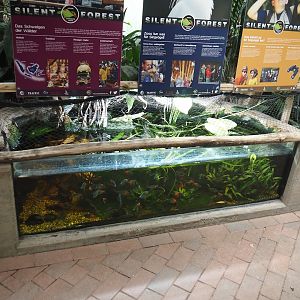 Boeseman's rainbowfish, Panda garra and Amano shrimp tank and Silent Forest campaign signage in the bird house, 2025-05-22