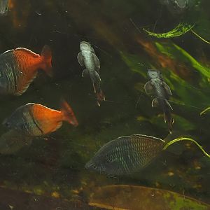 Boeseman's rainbowfish (Melanotaenia boesemani) and Panda Garras (Garra flavatra), 2025-05-22