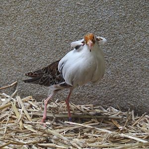Ruff (Calidris pugnax), 2025-05-22