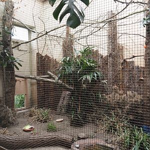 Edward's pheasant and Red-whiskered bulbul indoor aviary, 2025-05-22
