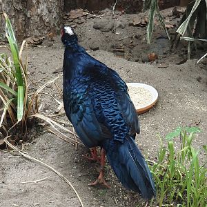 Edwards's pheasant (Lophura edwardsi), 2025-05-22