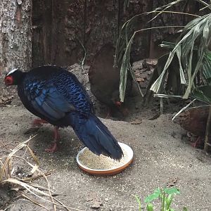 Edwards's pheasant pair with chick (Lophura edwardsi), 2025-05-22