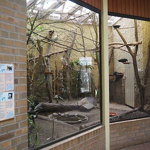 Indoor aviary for Bali myna and Nicobar pigeon, 2025-05-22