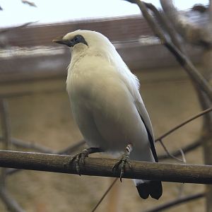 Bali myna (Leucopsar rothschildi), 2025-05-22