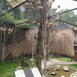 Walk-through aviary for Village weaver and Spotted dikkop, 2025-05-22