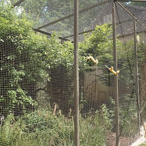Outdoor aviary for Edward's pheasant and Red-whiskered bulbul, seen from walk-through aviary for Village weaver and Spotted dikkop, 2025-05-22