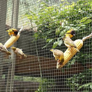 Western village weavers (Ploceus cucullatus cucullatus) on corn, 2025-05-22