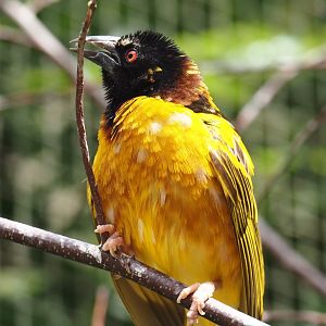 Western village weaver (Ploceus cucullatus cucullatus), 2025-05-22
