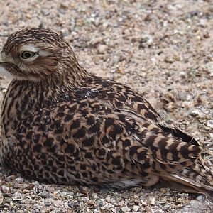Spotted dikkop (Burhinus capensis), 2025-05-22