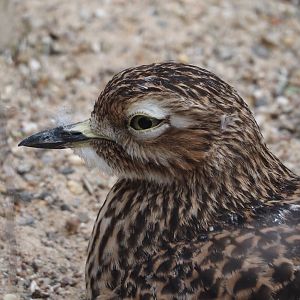 Spotted dikkop (Burhinus capensis), 2025-05-22