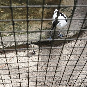 Pied avocet with chick (Recurvirostra avosetta), 2025-05-22