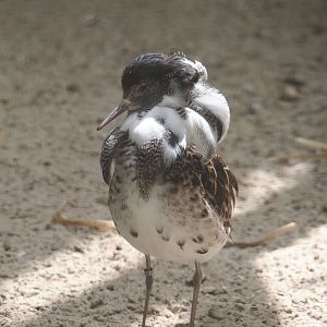 Ruff (Calidris pugnax), 2025-05-22