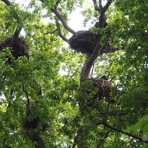 European white stork nests in oak tree, 2025-05-22