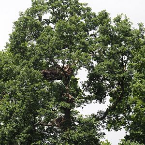 European white stork nests in oak tree, 2025-05-22