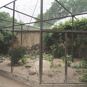 Outdoor aviary for Bali myna and Nicobar pigeon, 2025-05-22