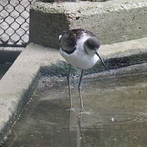 Black-winged stilt and Pied avocet hybrid (Himantopus himantopus X Recurvirostra avosetta), 2025-05-22