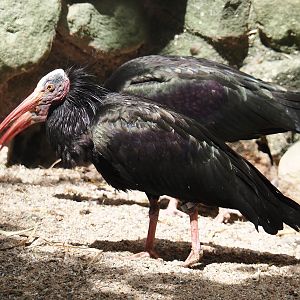 Waldrapp (Geronticus eremita), 2025-05-22