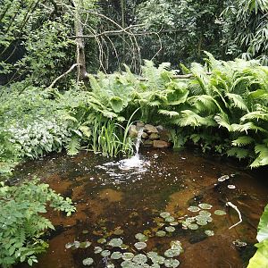 Pond in the large wetland walk-through aviary, 2025-05-22