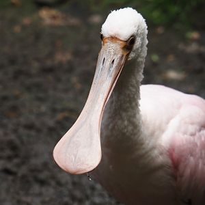 Roseate spoonbill (Platalea ajaja), 2025-05-22