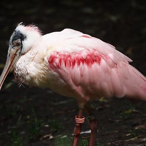 Roseate spoonbill (Platalea ajaja), 2025-05-22