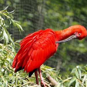 Scarlet ibis (Eudocimus ruber), 2025-05-22