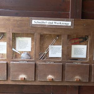 Beaks and tools comparison signage in the large wetland walk-through, 2025-05-22