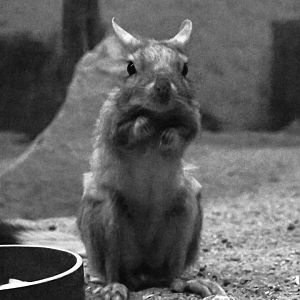 South African springhare