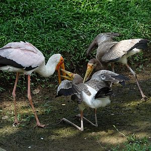 Yellow-billed stork (Mycteria ibis) with chicks