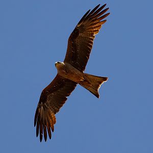 Black Kite
