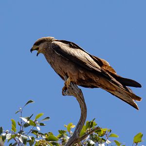 Black Kite
