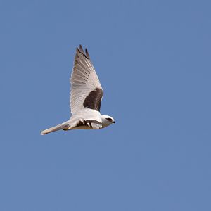 Black-shouldered Kite