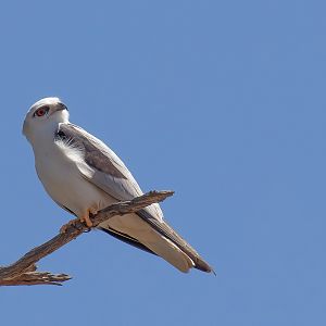 Black-shouldered Kite