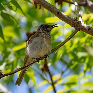 Brown Honeyeater